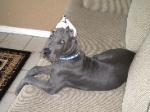 danescountry breeder blue great dane puppies for sale