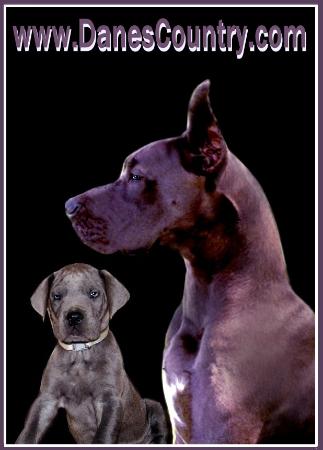danescountry breeder blue great dane puppies for sale akc kentucky stud male female