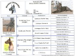 breeder akc blue great dane puppies ky for sale stud