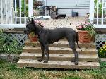 danescountry breeder blue great dane puppies for sale
