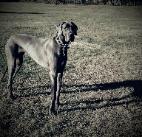 breeder akc blue great danes puppies ky for sale