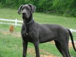 danescountry breeder blue great dane puppies for sale