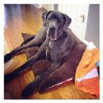 akc blue great dane pups breeder for sale ky